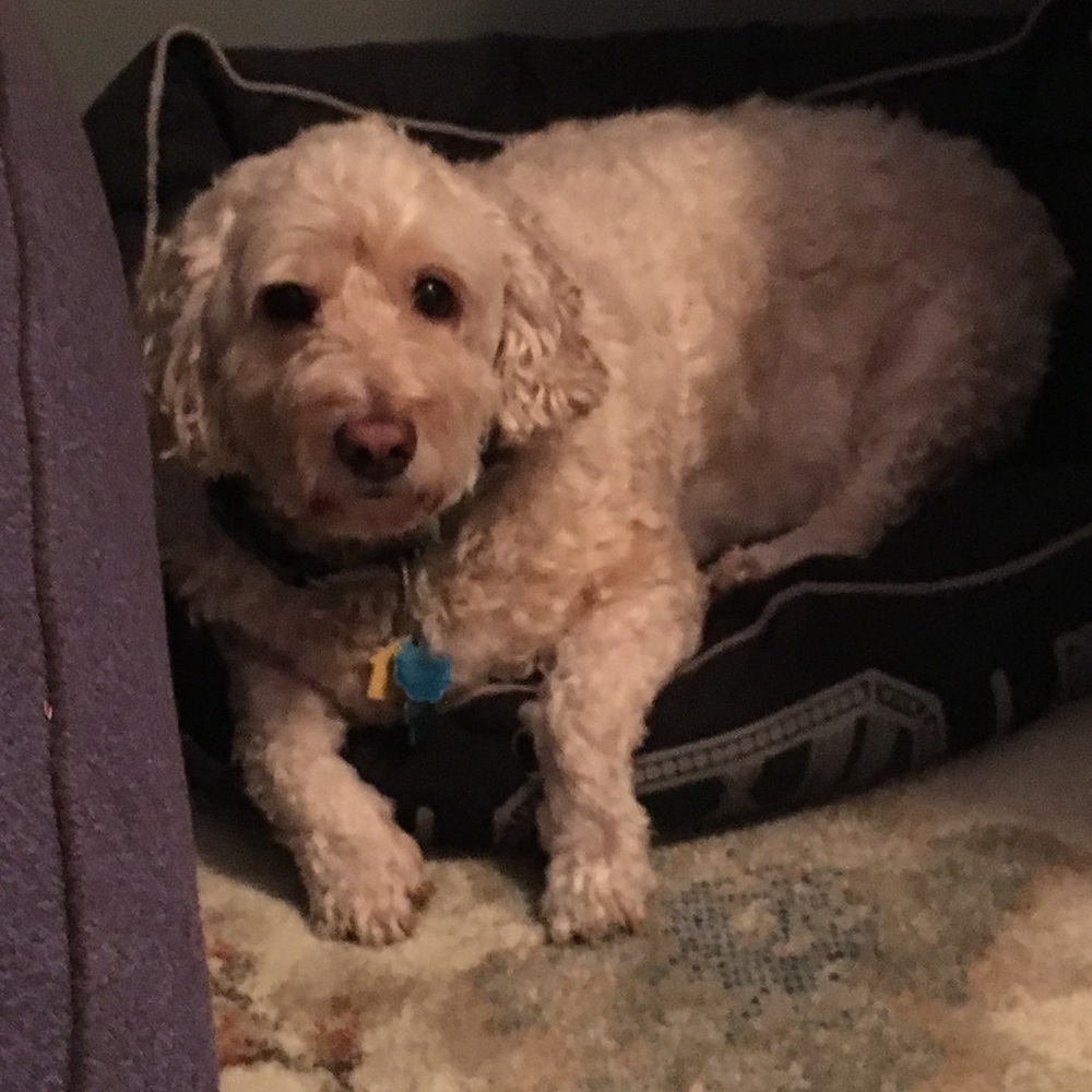 Meet your Posher, Cristal